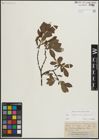 Foto von Salix lapponum L. x Salix silesiaca Willd.
